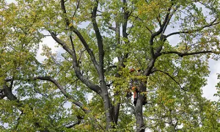 Tree Services