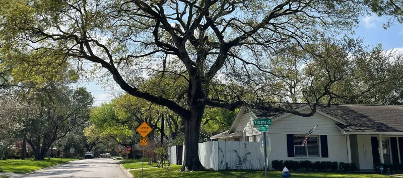 Tree Removal Services