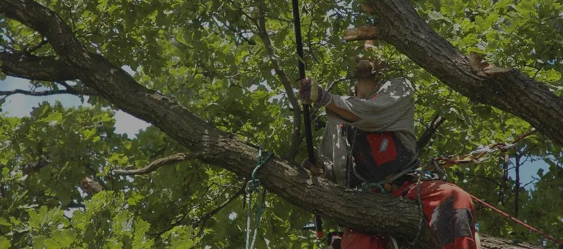 Tree Trimming Services