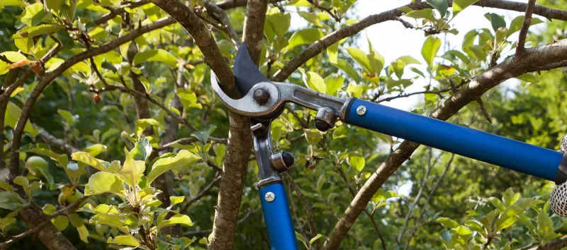 Houston Arbor Care Tree Service