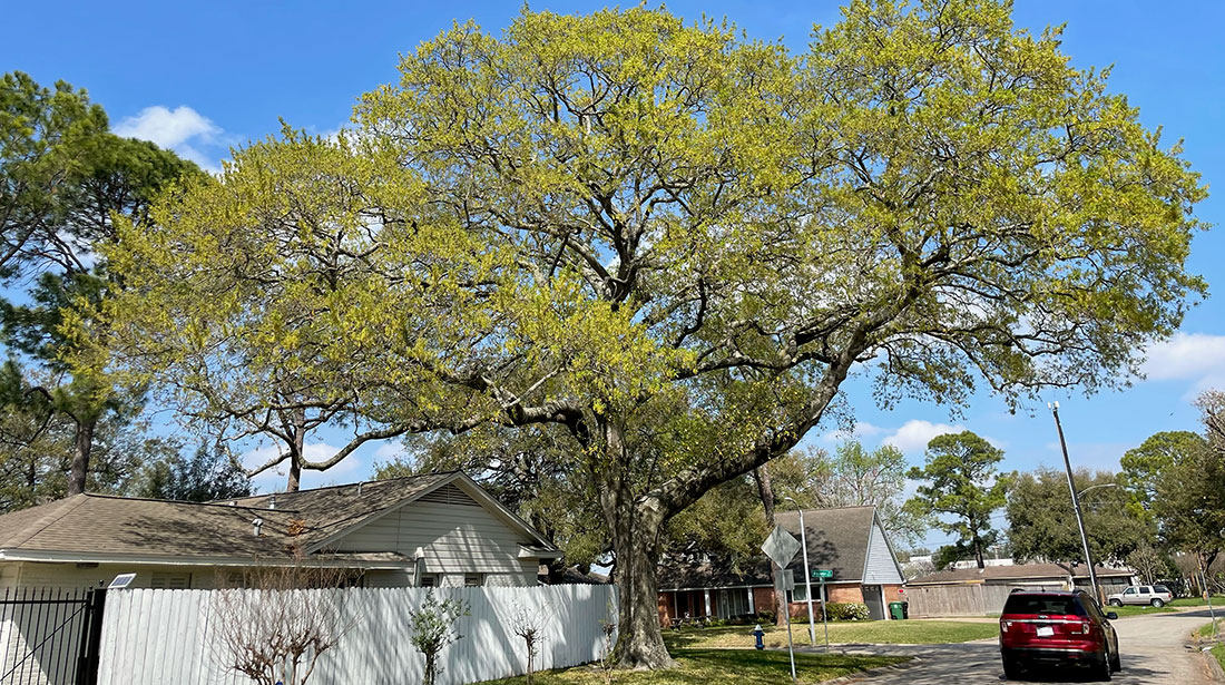 Houston Arbor Care Tree Service: Emergency tree removal in Houston, Memorial and Briarforest