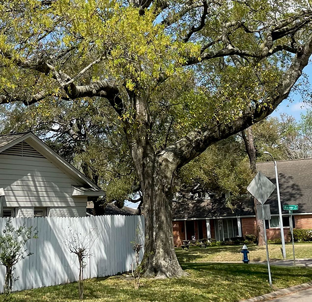 Houston Arbor Care Tree Service: Tree health in Houston, Memorial and Briarforest